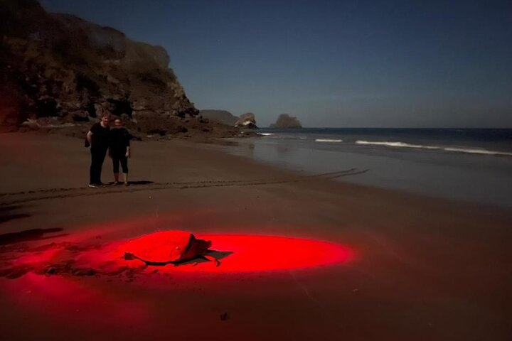 Turtle watching night tours with Expert Naturalist - Photo 1 of 9